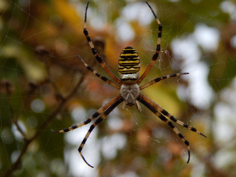 Argiope bruennichi - Pontevecchio di Magenta (MI)